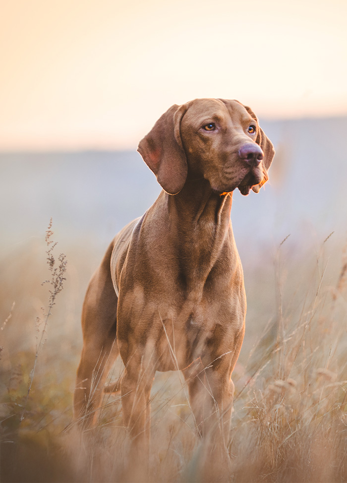 Jagdhund auf Feld
